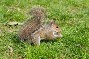 Eastern gray squirrel feeding in a Tampa yard before attic and soffit exclusion work