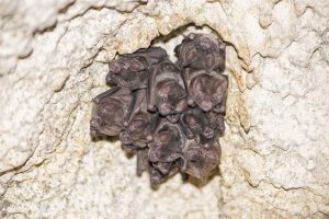 Colony of bats roosting inside an attic cavity in Tampa FL before humane bat exclusion