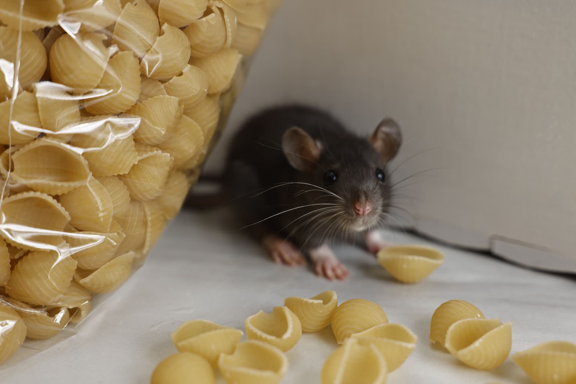 Roof rat chewing into a bag of pasta inside a Tampa FL pantry during a rodent infestation inspection