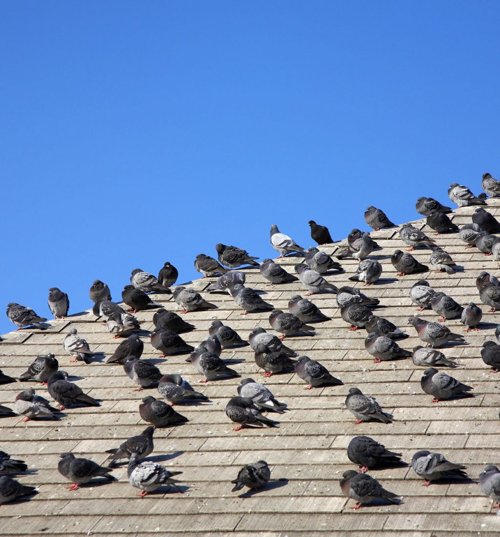 Large pigeon flock roosting on a tile roof ridge in Orlando before bird control netting install