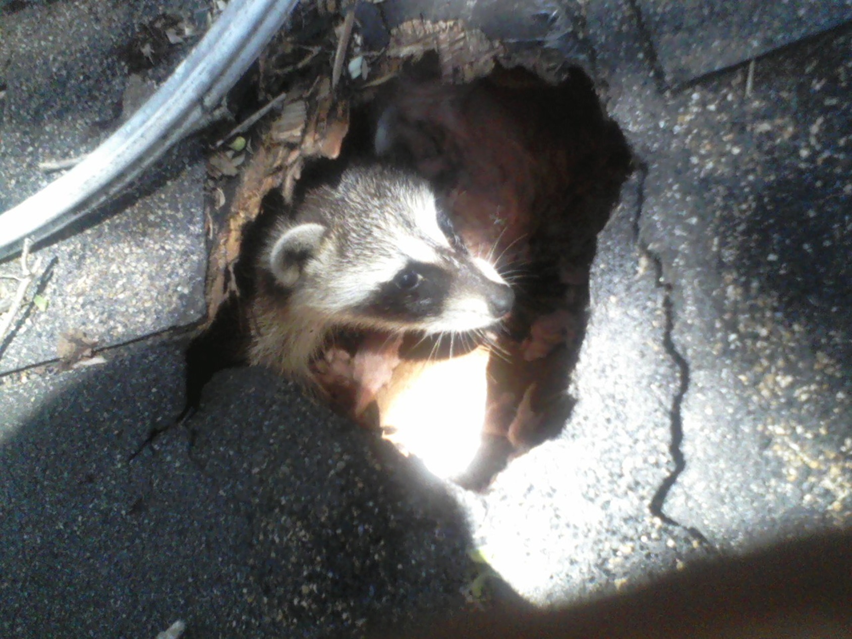 Raccoon peering out of a chewed roof soffit hole on an Orlando home during attic wildlife removal