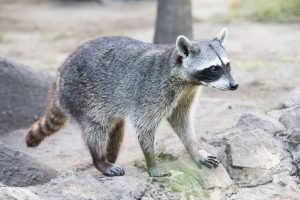 Adult raccoon walking near rocks and trees in a Tampa Bay backyard before humane trapping